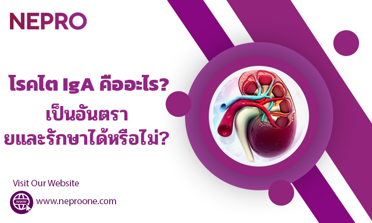 โรคไต IgA คืออะไร? เป็นอันตรายและรักษาได้หรือไม่?